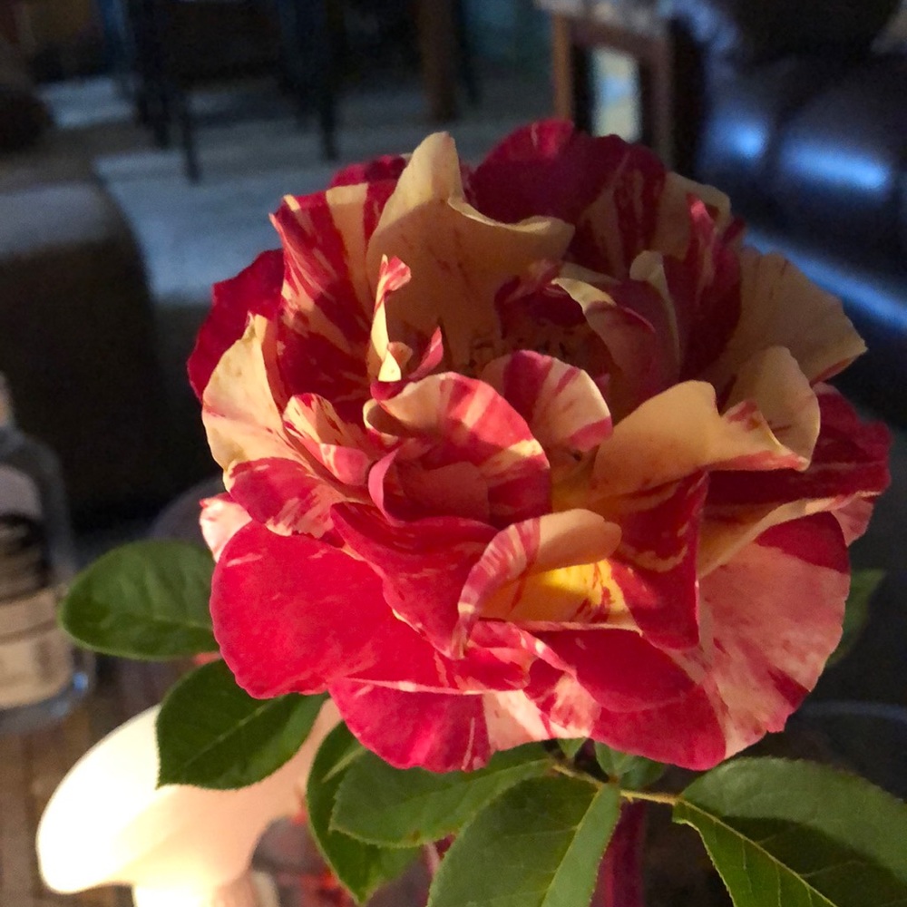 Meet your Posher, Lori